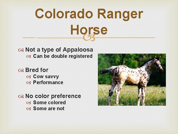 Colorado Ranger Horse Not a type of Appaloosa Can be double registered Bred for