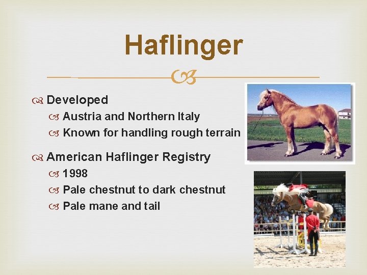 Haflinger Developed Austria and Northern Italy Known for handling rough terrain American Haflinger Registry