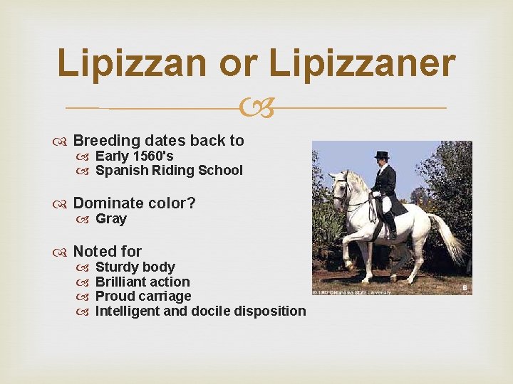 Lipizzan or Lipizzaner Breeding dates back to Early 1560's Spanish Riding School Dominate color?