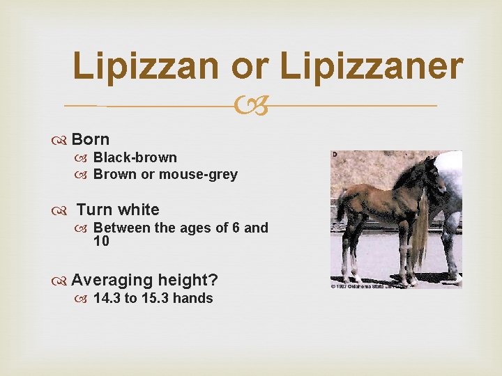 Lipizzan or Lipizzaner Born Black-brown Brown or mouse-grey Turn white Between the ages of
