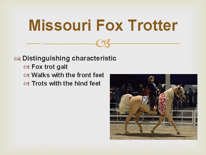 Missouri Fox Trotter Distinguishing characteristic Fox trot gait Walks with the front feet Trots