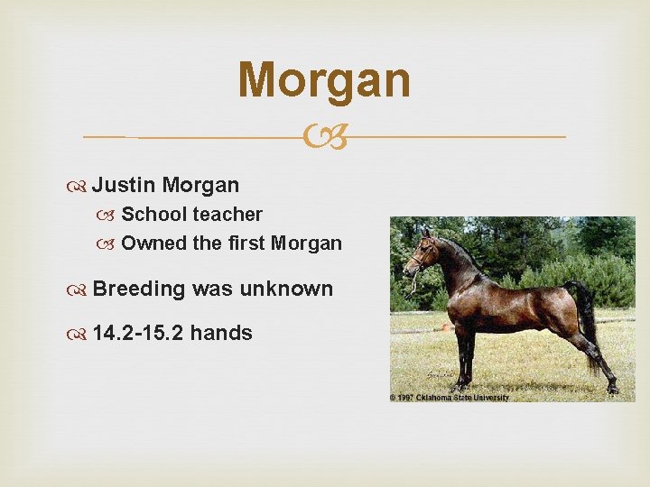 Morgan Justin Morgan School teacher Owned the first Morgan Breeding was unknown 14. 2