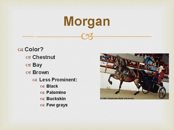 Morgan Color? Chestnut Bay Brown Less Prominent: Black Palomino Buckskin Few grays 