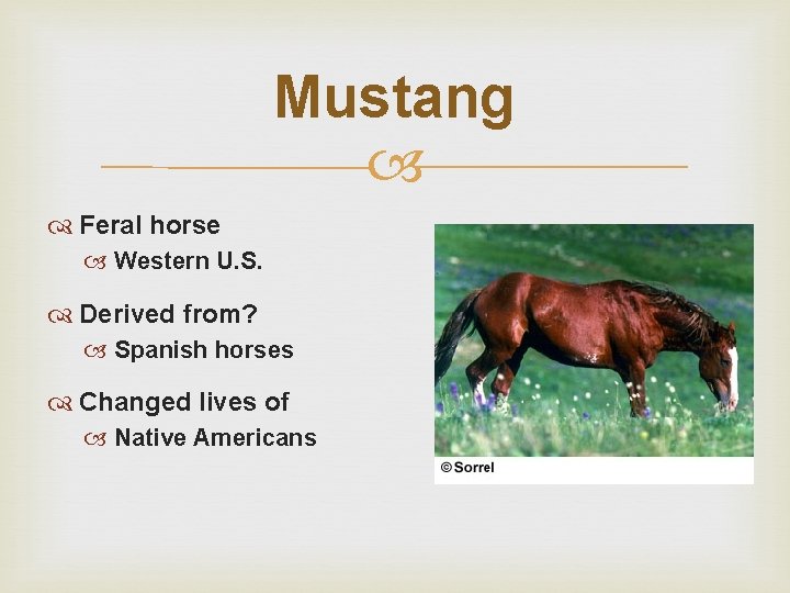 Mustang Feral horse Western U. S. Derived from? Spanish horses Changed lives of Native