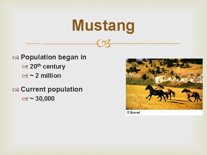 Mustang Population began in 20 th century ~ 2 million Current population ~ 30,