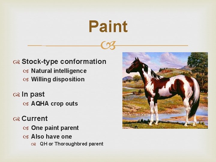 Paint Stock-type conformation Natural intelligence Willing disposition In past AQHA crop outs Current One