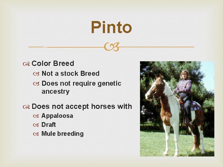 Pinto Color Breed Not a stock Breed Does not require genetic ancestry Does not