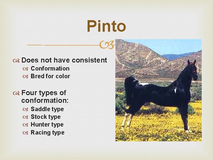 Pinto Does not have consistent Conformation Bred for color Four types of conformation: Saddle