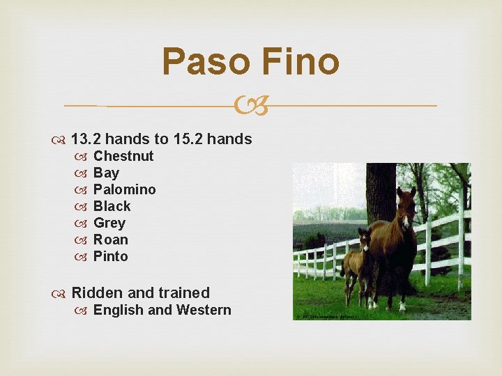 Paso Fino 13. 2 hands to 15. 2 hands Chestnut Bay Palomino Black Grey