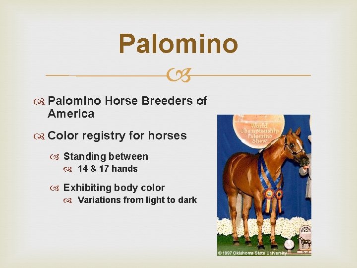 Palomino Horse Breeders of America Color registry for horses Standing between 14 & 17