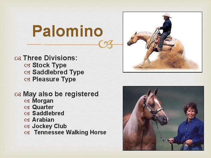 Palomino Three Divisions: Stock Type Saddlebred Type Pleasure Type May also be registered Morgan