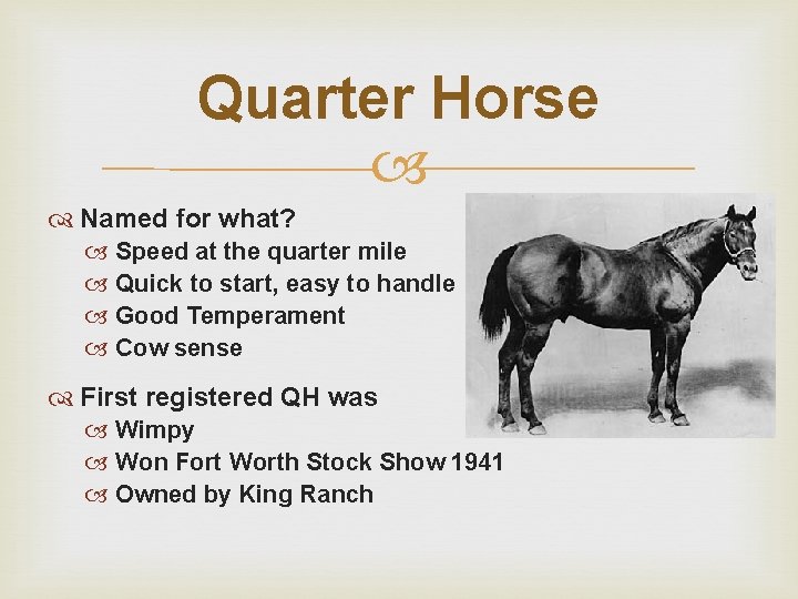 Quarter Horse Named for what? Speed at the quarter mile Quick to start, easy
