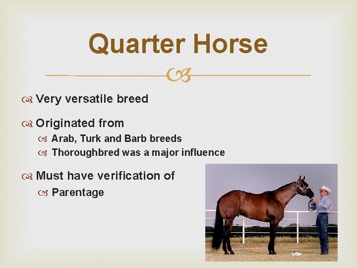 Quarter Horse Very versatile breed Originated from Arab, Turk and Barb breeds Thoroughbred was