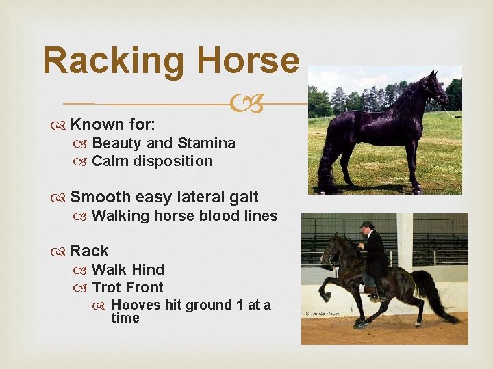 Racking Horse Known for: Beauty and Stamina Calm disposition Smooth easy lateral gait Walking