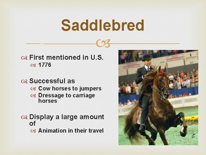 Saddlebred First mentioned in U. S. 1776 Successful as Cow horses to jumpers Dressage