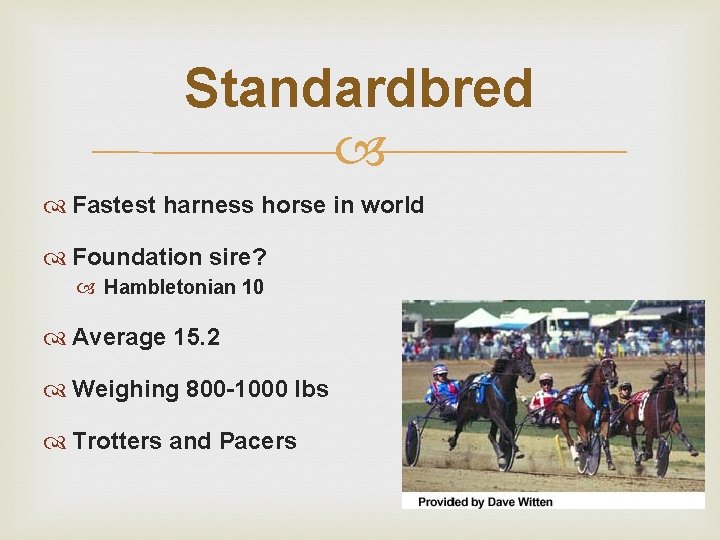 Standardbred Fastest harness horse in world Foundation sire? Hambletonian 10 Average 15. 2 Weighing