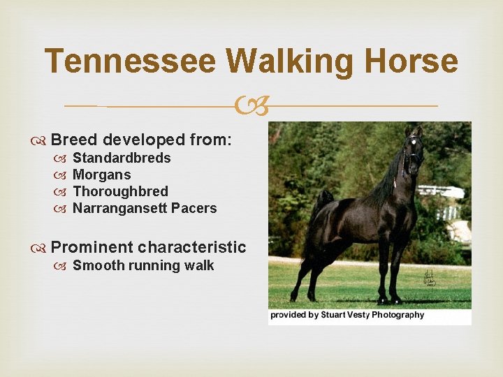 Tennessee Walking Horse Breed developed from: Standardbreds Morgans Thoroughbred Narrangansett Pacers Prominent characteristic Smooth