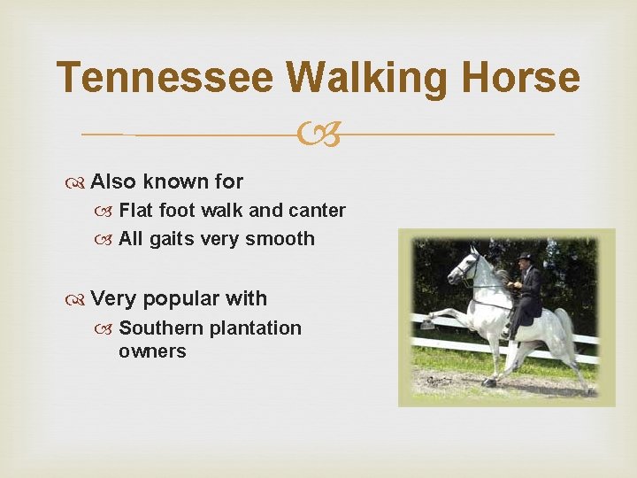 Tennessee Walking Horse Also known for Flat foot walk and canter All gaits very