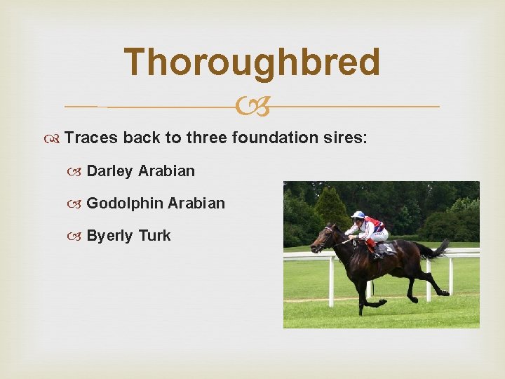 Thoroughbred Traces back to three foundation sires: Darley Arabian Godolphin Arabian Byerly Turk 