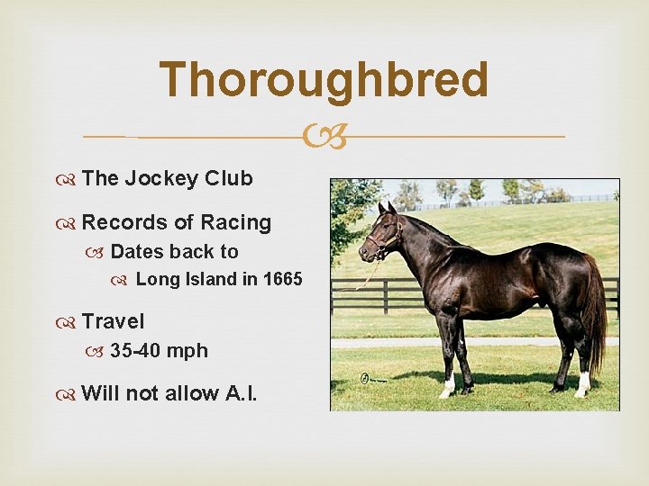 Thoroughbred The Jockey Club Records of Racing Dates back to Long Island in 1665