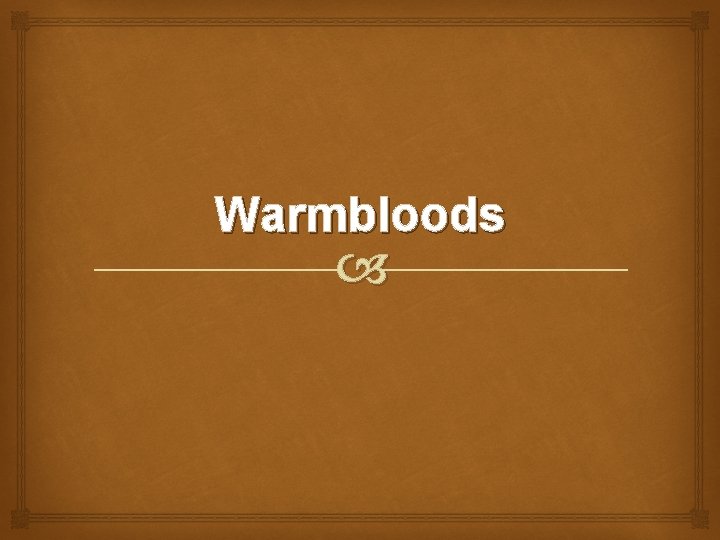 Warmbloods 