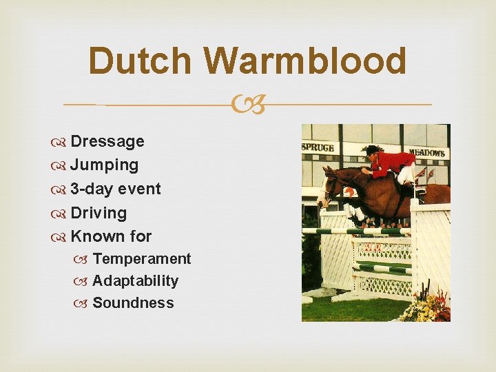 Dutch Warmblood Dressage Jumping 3 -day event Driving Known for Temperament Adaptability Soundness 