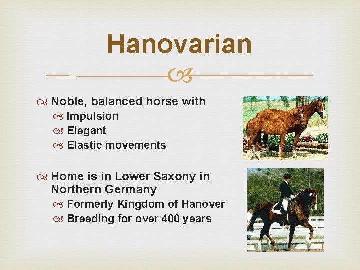 Hanovarian Noble, balanced horse with Impulsion Elegant Elastic movements Home is in Lower Saxony