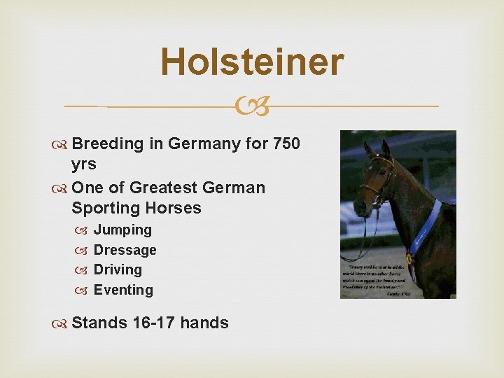 Holsteiner Breeding in Germany for 750 yrs One of Greatest German Sporting Horses Jumping