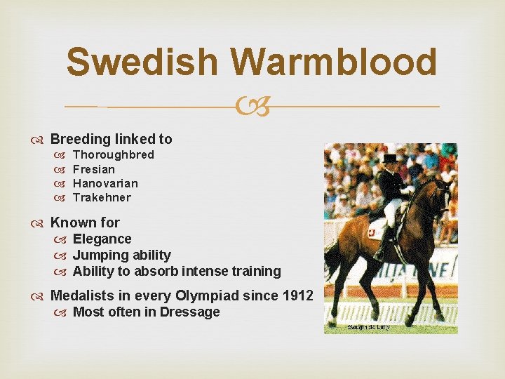 Swedish Warmblood Breeding linked to Thoroughbred Fresian Hanovarian Trakehner Known for Elegance Jumping ability