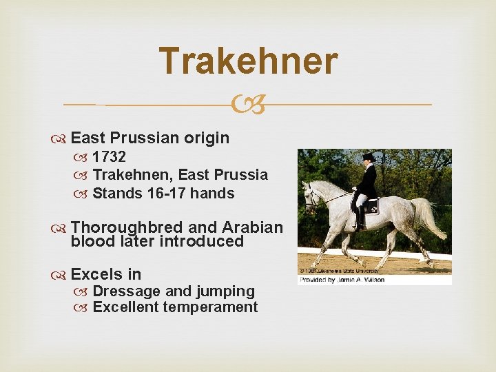 Trakehner East Prussian origin 1732 Trakehnen, East Prussia Stands 16 -17 hands Thoroughbred and
