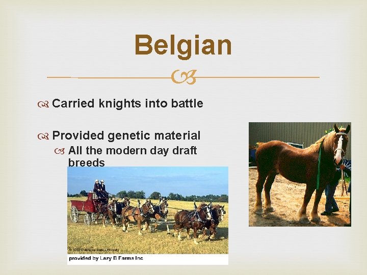Belgian Carried knights into battle Provided genetic material All the modern day draft breeds