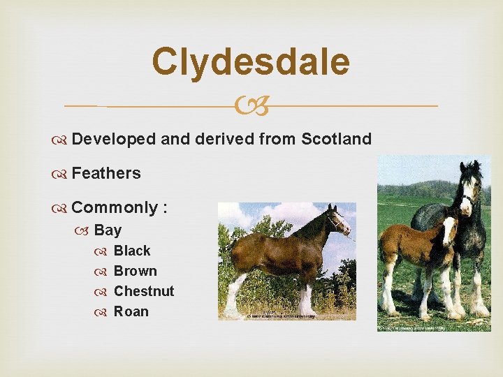 Clydesdale Developed and derived from Scotland Feathers Commonly : Bay Black Brown Chestnut Roan