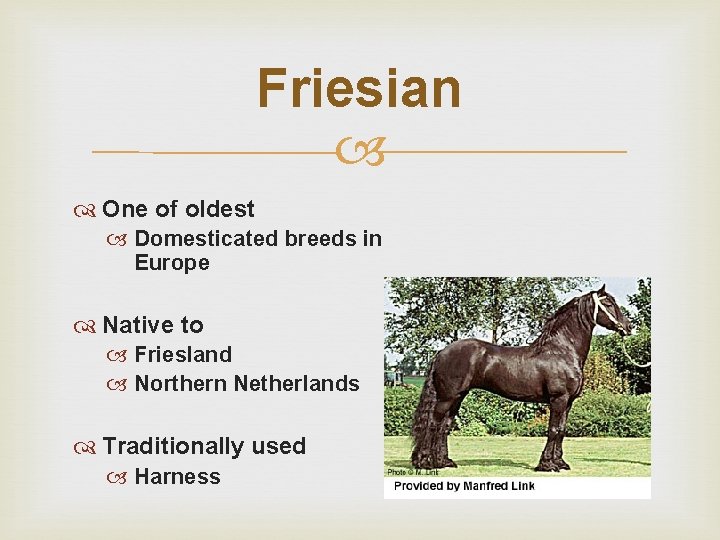 Friesian One of oldest Domesticated breeds in Europe Native to Friesland Northern Netherlands Traditionally
