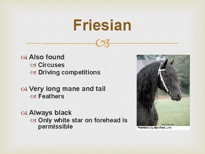 Friesian Also found Circuses Driving competitions Very long mane and tail Feathers Always black