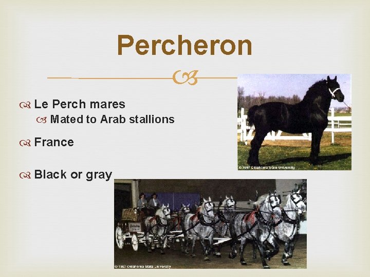 Percheron Le Perch mares Mated to Arab stallions France Black or gray 