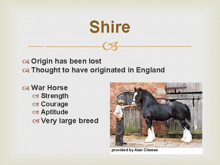 Shire Origin has been lost Thought to have originated in England War Horse Strength