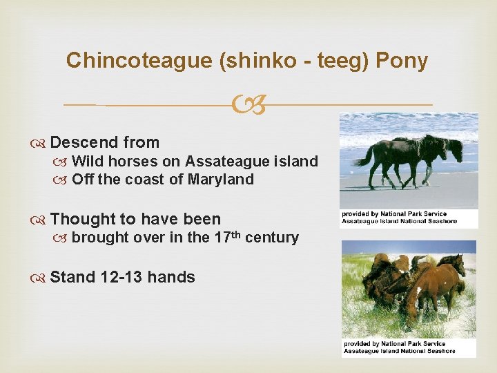 Chincoteague (shinko - teeg) Pony Descend from Wild horses on Assateague island Off the