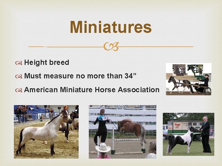 Miniatures Height breed Must measure no more than 34” American Miniature Horse Association 