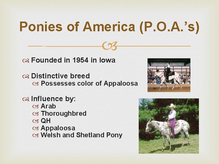 Ponies of America (P. O. A. ’s) Founded in 1954 in Iowa Distinctive breed
