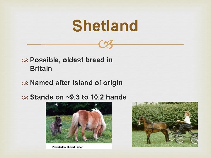 Shetland Possible, oldest breed in Britain Named after island of origin Stands on ~9.