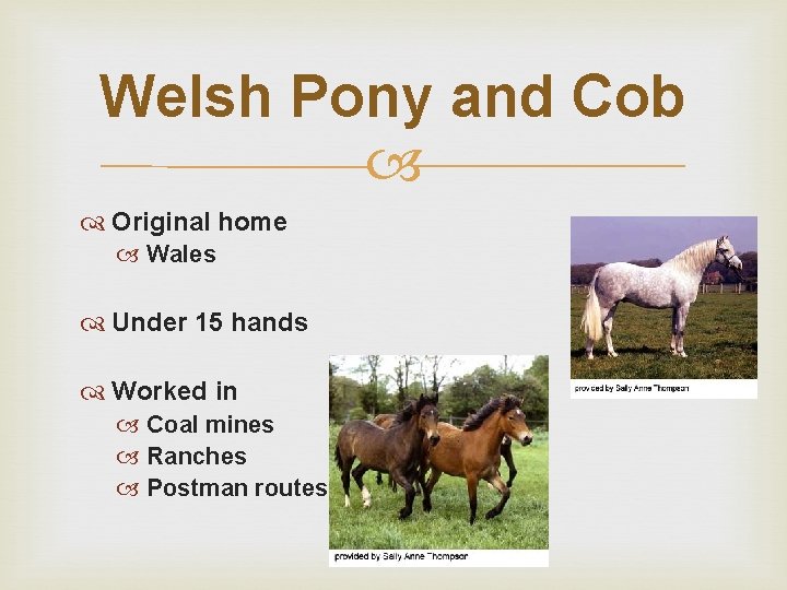 Welsh Pony and Cob Original home Wales Under 15 hands Worked in Coal mines