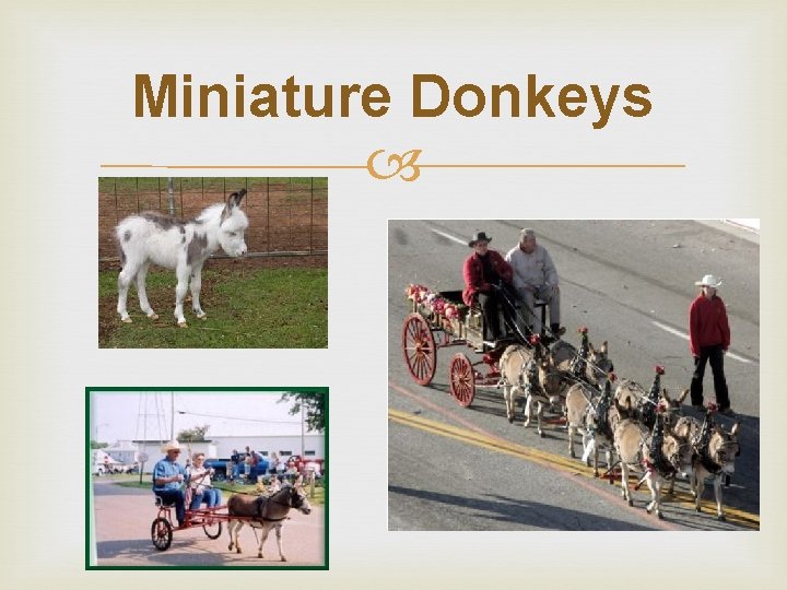 Miniature Donkeys 