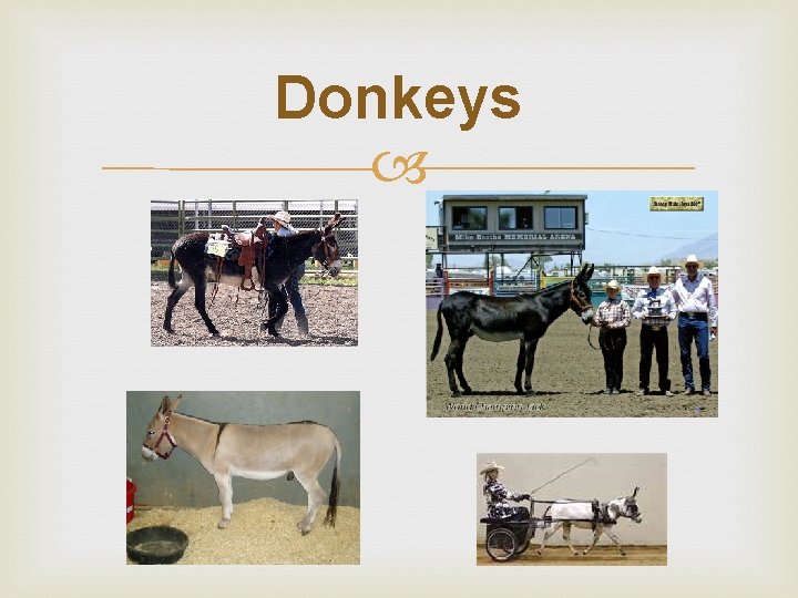 Donkeys 