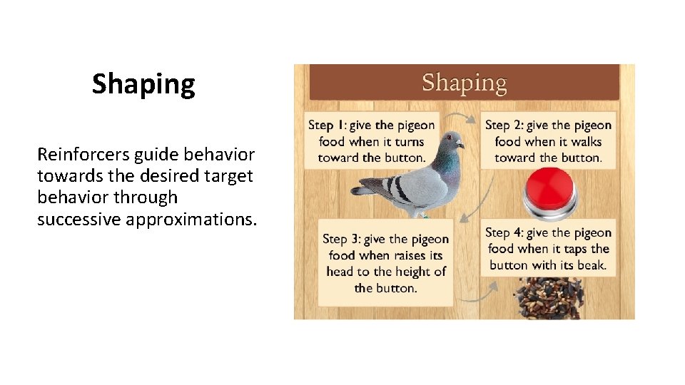 Shaping Reinforcers guide behavior towards the desired target behavior through successive approximations. 