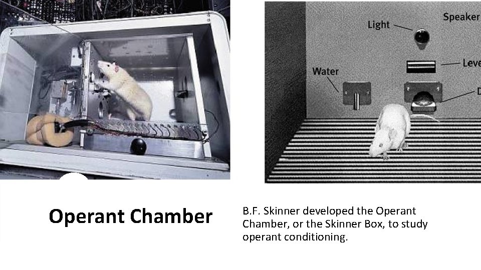 Operant Chamber B. F. Skinner developed the Operant Chamber, or the Skinner Box, to