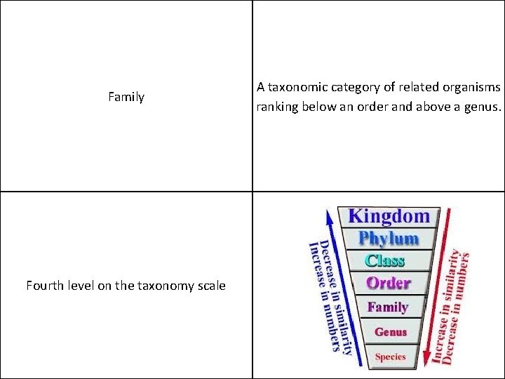 Family Fourth level on the taxonomy scale A taxonomic category of related organisms ranking