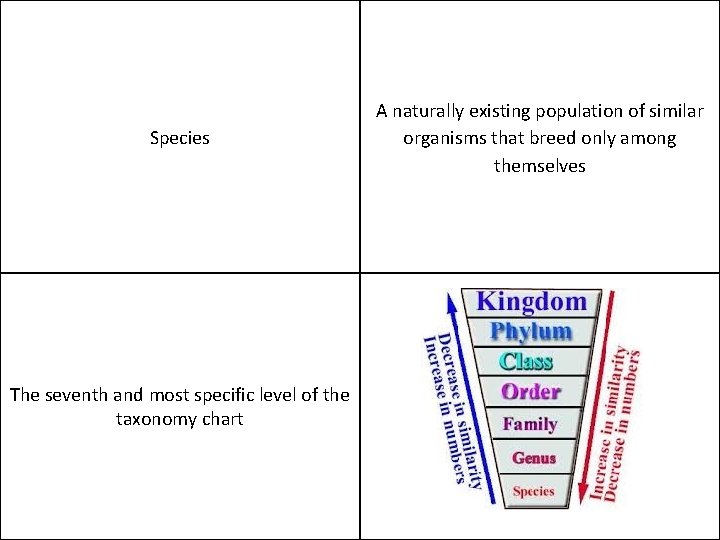 Species The seventh and most specific level of the taxonomy chart A naturally existing