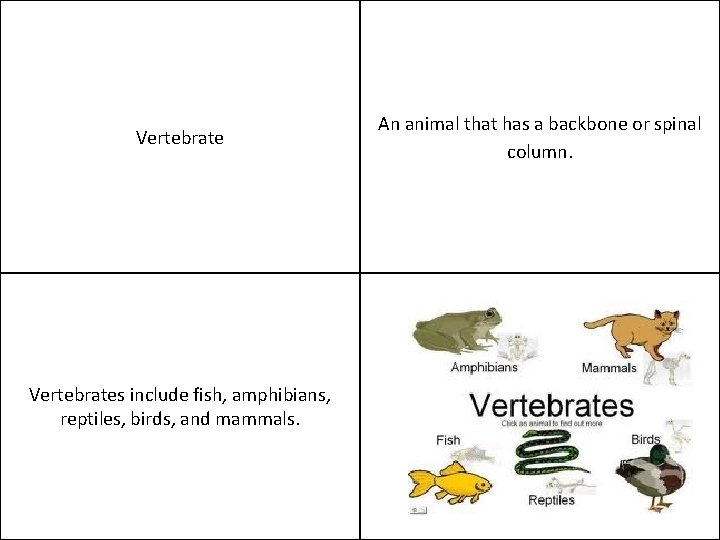 Vertebrates include fish, amphibians, reptiles, birds, and mammals. An animal that has a backbone