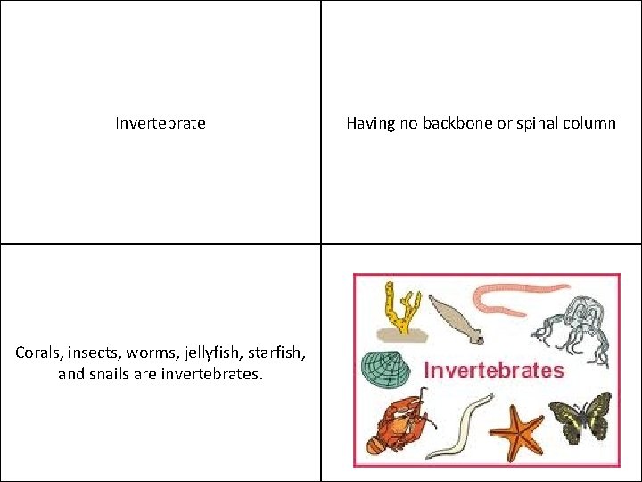 Invertebrate Corals, insects, worms, jellyfish, starfish, and snails are invertebrates. Having no backbone or