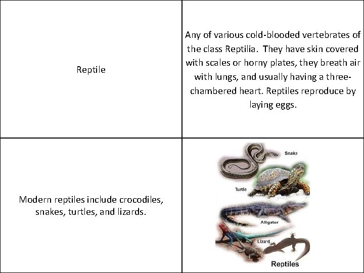 Reptile Modern reptiles include crocodiles, snakes, turtles, and lizards. Any of various cold-blooded vertebrates